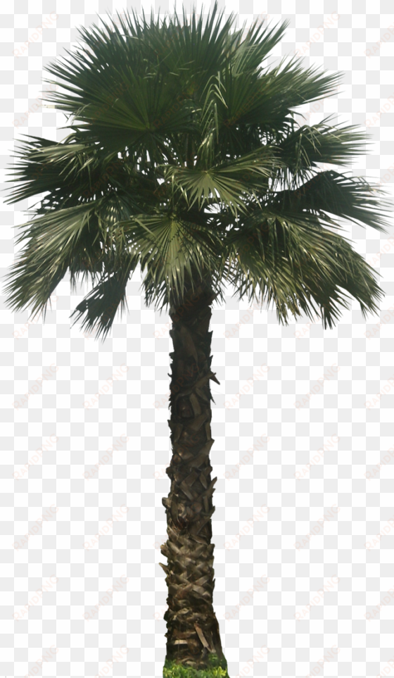 washingtoniarb02l plant images, plant pictures, mexican - palm tree elevation png
