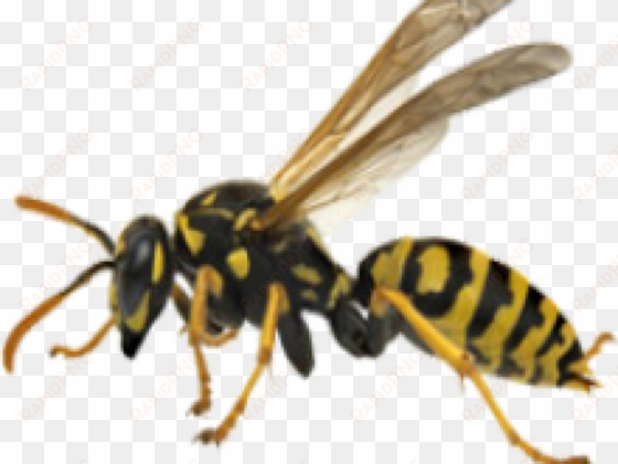 wasps, hornets, and yellow jackets - wasp with two bodies