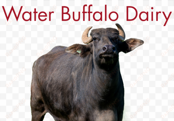 water buffalo