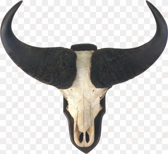 water buffalo skull with horns wall mount - horn