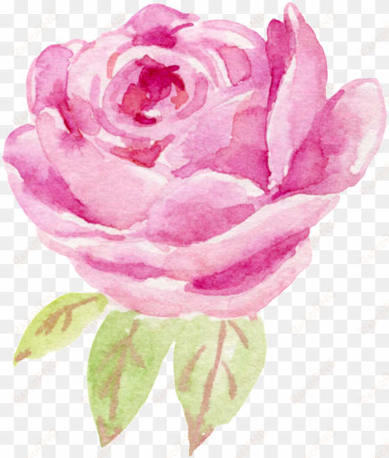 water color flower rose
