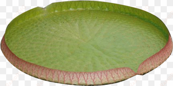 Water Lily Png Image - Portable Network Graphics transparent png image
