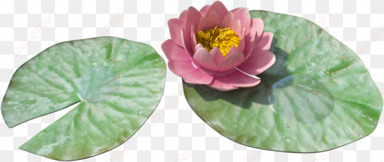 water lily png image - water lily transparent png