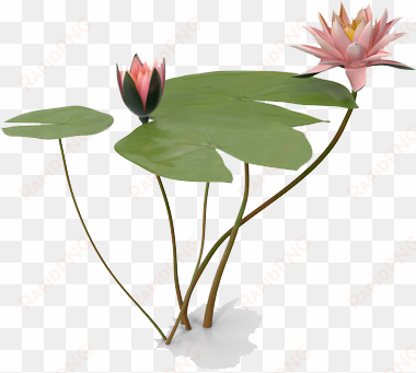 water lily png photo - water lilies