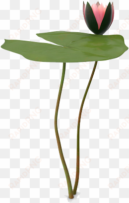 water lily png picture - anthurium