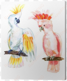 watercolor australian cockatoo canvas print - watercolor painting
