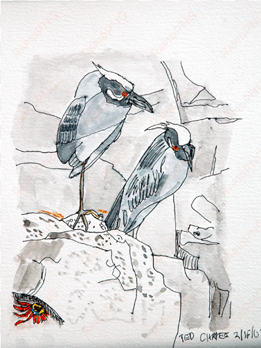 watercolor birds 4 - sketch