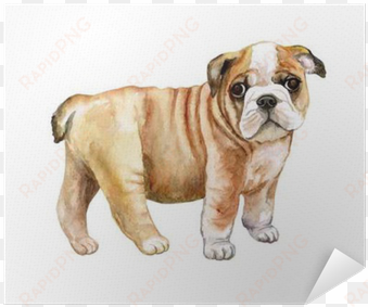 watercolor english bulldog puppy isolated on whit background - bulldog