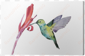 watercolor illustration, colobri canvas print • pixers® - watercolor painting