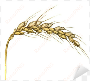 watercolor illustration of wheat ear on white sticker - illustration