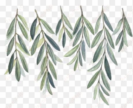 watercolor olive branch png - free watercolor olive branch