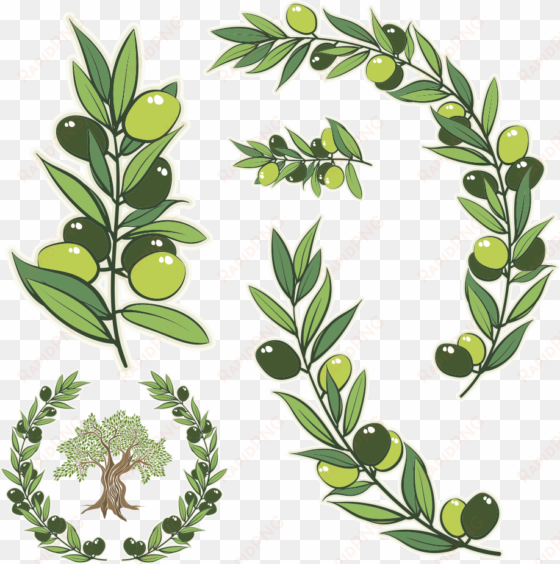 watercolor olive branch png - olive tree branch vector