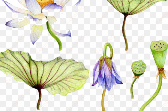 watercolor painting nelumbo nucifera water lily drawing - watercolor painting art water lilies