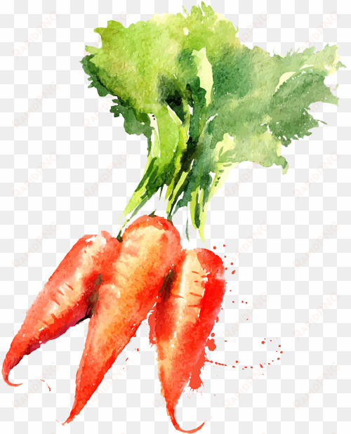 watercolor painting vegetable drawing carrot - vegetable watercolor paintings