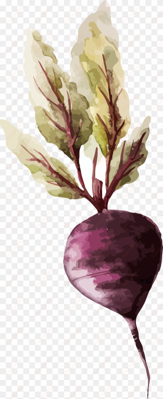 watercolor painting vegetable drawing illustration - vegetable watercolor