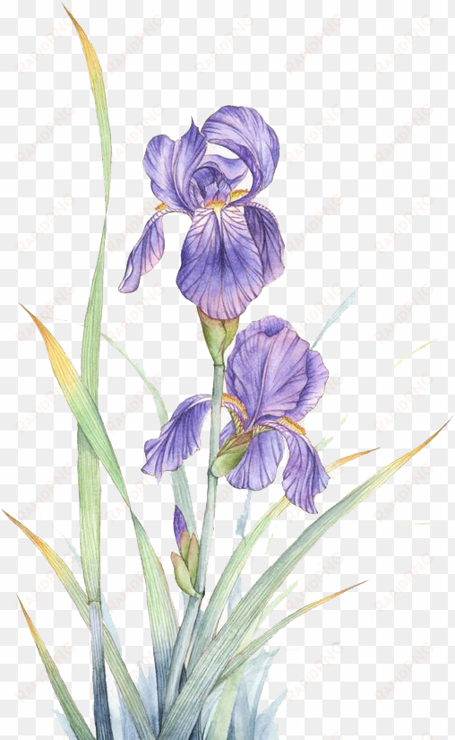 watercolor painting violet flower - violeta flor watercolor