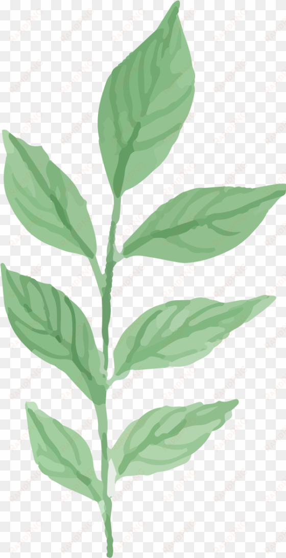 watercolor plant png - water color plants png