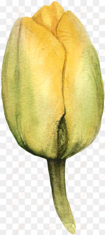 WATERCOLOR TULIPS - TULIP.PNG Watercolor Tulips - Tulip transparent png image