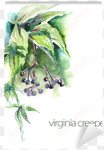 watercolor virginia creeper twig wall mural • pixers® - virginia creeper