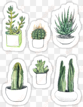 watercolour cacti and succulents by vicky webb - phil lester house plants
