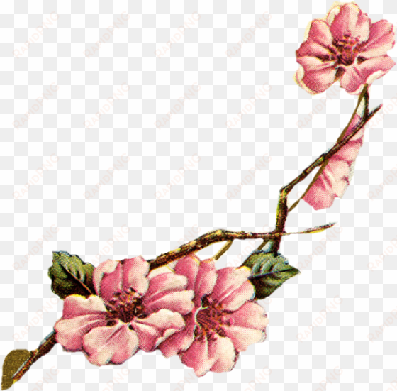 watercolour free flowers clip art coloring 18f april - vintage botanical cherry blossom