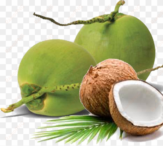 we are able to ensure stability in our supply chain - green coconut