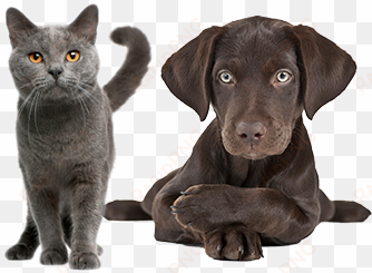we are delighted to announce that we pledged over £19000 - gray cat breed names