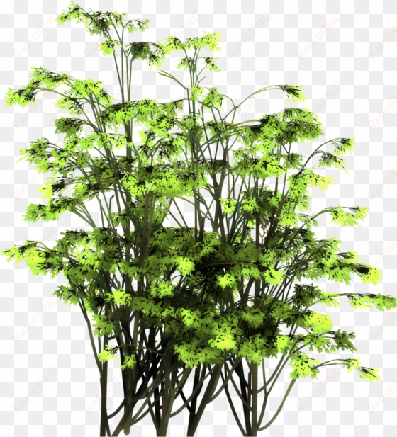 we have also produced a few free samples in png image - hornwort