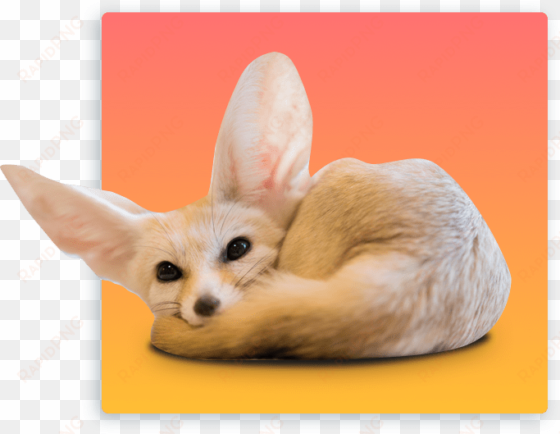 we hope to close the distance, whether it be a physical - fennec fox