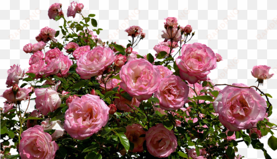 we instantly consider a broken relationship and we - pink rose bush transparent