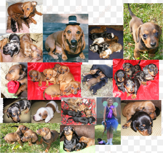 we love and breed akc registered mini dachshunds here - miniature dachshund