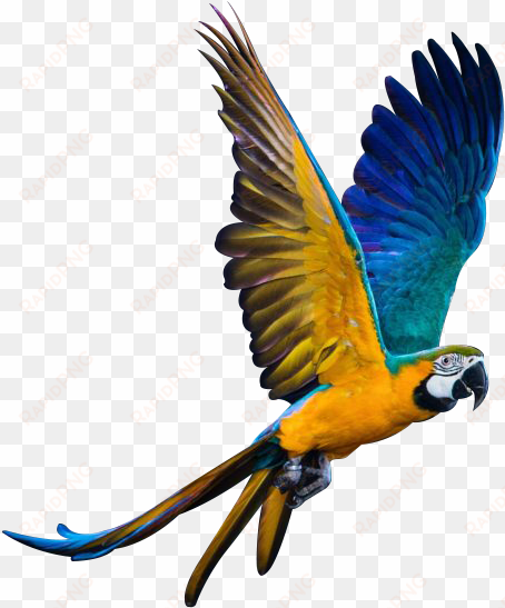 we specialize in breeding macaws and parrots - screen protector