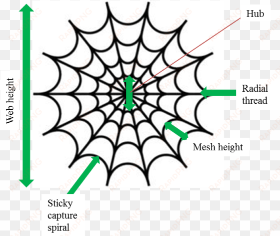 web-diagram - spiderman spider web clipart