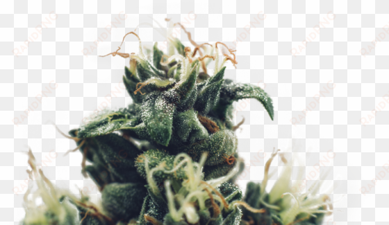 weed leaf png - cannabis