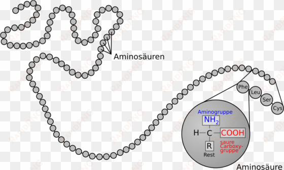 weird chains - protein structure