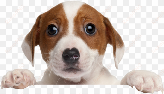 welcome to k9s4u dog rescue - way-seven fun feeder dog slow feed bowl nonskid anti-choking