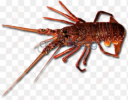 Western Rock Lobster - Lobster transparent png image