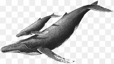 whale drawing, whale sketch, humpback whale tattoo, - humpback whale drawing