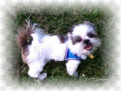 what a handsome little man, and look at those beautiful - shih-poo