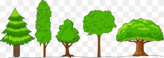 What Is Meant By Crown Of A Tree Draw Any Four Shapes - Crown Shapes Of Trees transparent png image