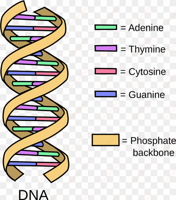 what is the function of dna a close examination of - dna structure basic