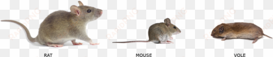 what's kind of rodent is it - mouse vs rat vs vole