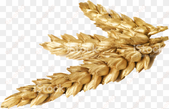 wheat - beyond green barley from jeju mask 1pc 22ml
