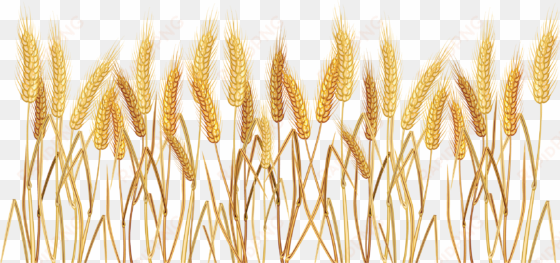 wheat cereal clip art - wheat clipart transparent background