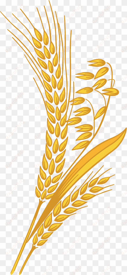 wheat grain png clipart transparent library - wheat clipart png