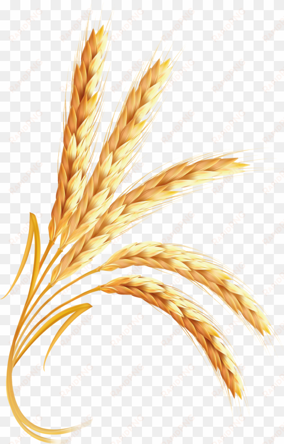 wheat png