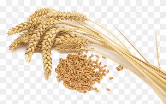 wheat vector free png file - cereal grain crops [book]