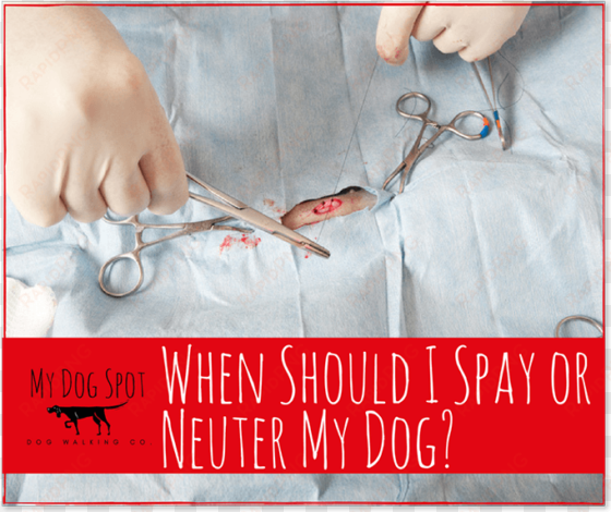 when should i spay or neuter my dog - my dog spot