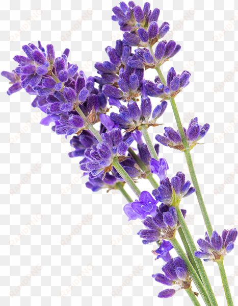 when using while soaking, lavender not only aids one's