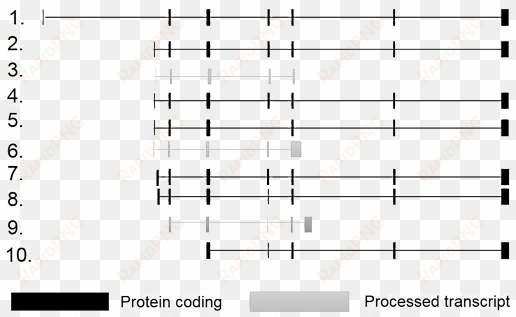 whereas the dashed line indicates intronic regions - park7